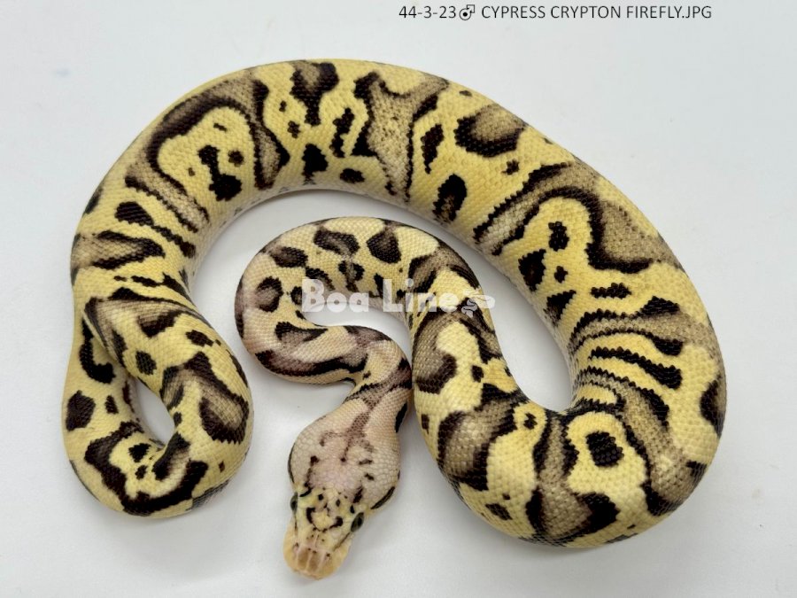 CYPRESS CRYPTON FIREFLY